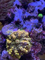 IMG_2659.jpeg