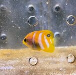 Pygootje 7.jpg Pygootje 7.jpg