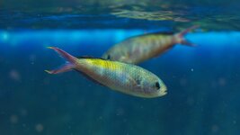 IMG_0181.jpeg