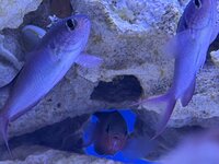 IMG_0723.jpeg IMG_0723.jpeg