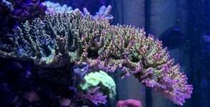 IMG_0588.JPG