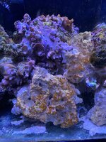 IMG_7394.jpeg