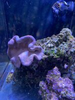 IMG_7395.jpeg