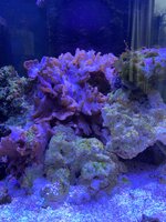 IMG_7497.jpeg