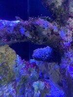 IMG_7571.jpeg