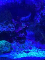 IMG_7603.jpeg