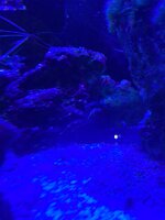 IMG_7667.jpeg