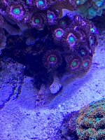 IMG_8263.jpeg IMG_8263.jpeg