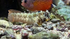 IMG_0039.jpeg