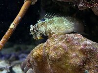 IMG_0045.jpeg
