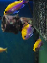 IMG_0153.jpeg