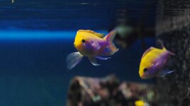 IMG_0158.jpeg