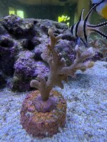 IMG_7218.jpeg