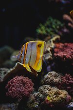 2026-05-17 AQUARIUM SHOTS BJORN 17 MEI 2026 (by Joshua Walter for Nocturmax.com) (ORIGINAL si...jpeg