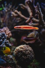 2026-05-17 AQUARIUM SHOTS BJORN 17 MEI 2026 (by Joshua Walter for Nocturmax.com) (ORIGINAL si...jpeg