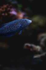 2026-05-17 AQUARIUM SHOTS BJORN 17 MEI 2026 (by Joshua Walter for Nocturmax.com) (ORIGINAL si...jpeg