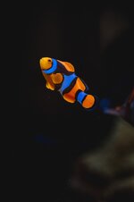 2026-05-17 AQUARIUM SHOTS BJORN 17 MEI 2026 (by Joshua Walter for Nocturmax.com) (ORIGINAL si...jpeg