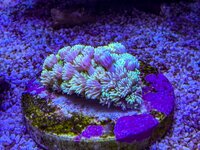 IMG_3968 2.JPG
