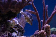 DSC02111-2.jpg