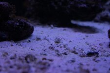 DSC02116.JPG