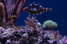 DSC02129-2.jpg