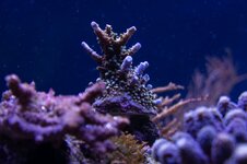 DSC02130-2.jpg