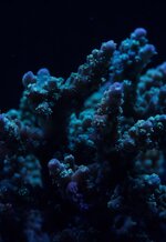 IMG_6268.jpeg