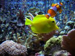 Zebrasoma Flavescens.jpg