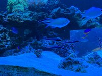 IMG_0070.jpeg