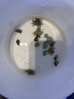 IMG_1798.jpeg