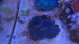 HighResAquarium - 00000002.jpg