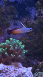 HighResAquarium - 00000005.jpg