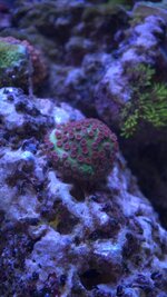 HighResAquarium2 - 00000012.jpg