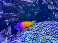 IMG_4212.jpeg IMG_4212.jpeg