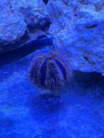 IMG_3616.jpeg