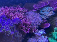 IMG_8454.jpeg IMG_8454.jpeg