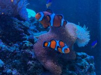 IMG_0129.jpeg