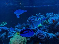 IMG_0132.jpeg
