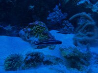 IMG_0133.jpeg