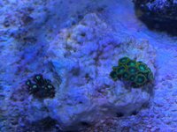 IMG_1568.jpeg
