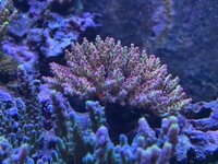 IMG_1561.jpeg