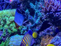 IMG_4591.jpeg IMG_4591.jpeg