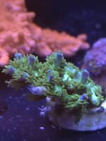Acro Sp.jpeg