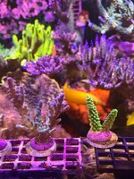 IMG_0295.jpeg
