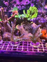 IMG_0293.jpeg