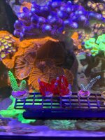 IMG_0272.jpeg