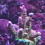 Acro rainbow 12-09-26.jpg