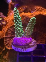 IMG_0263.jpeg