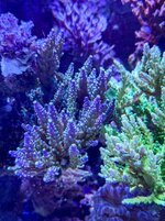 IMG_4787.JPG