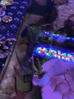 IMG_7262.jpeg